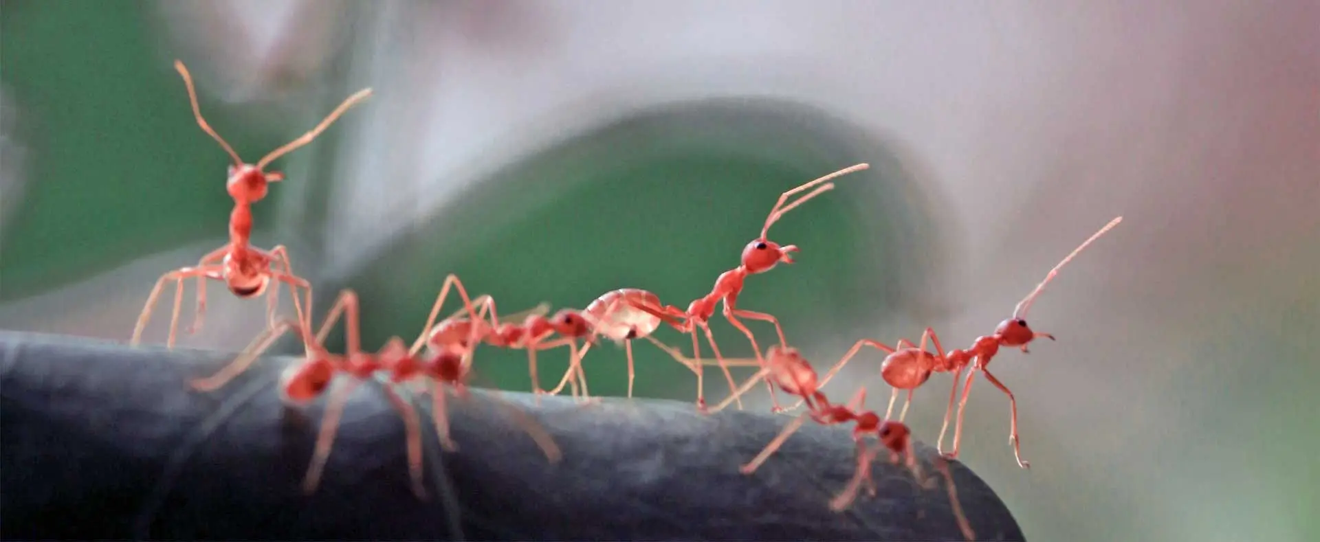 red ant colony on leaf close up