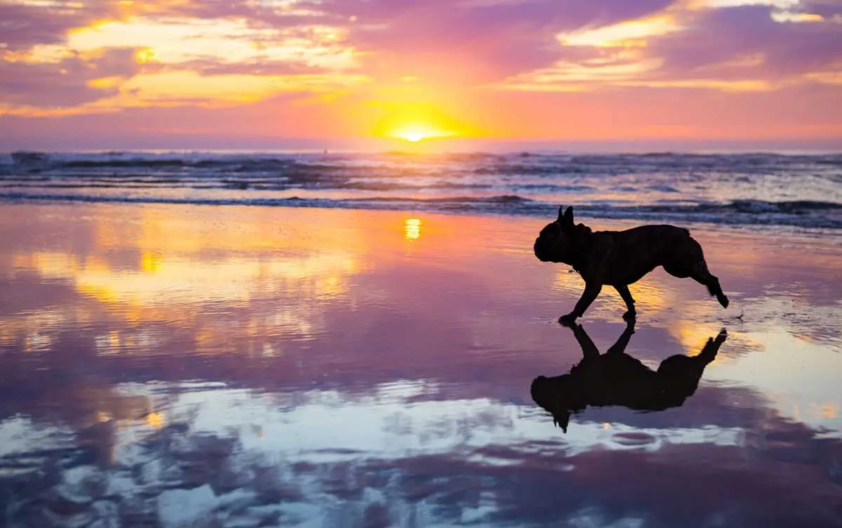 Dog in beach sunset, California