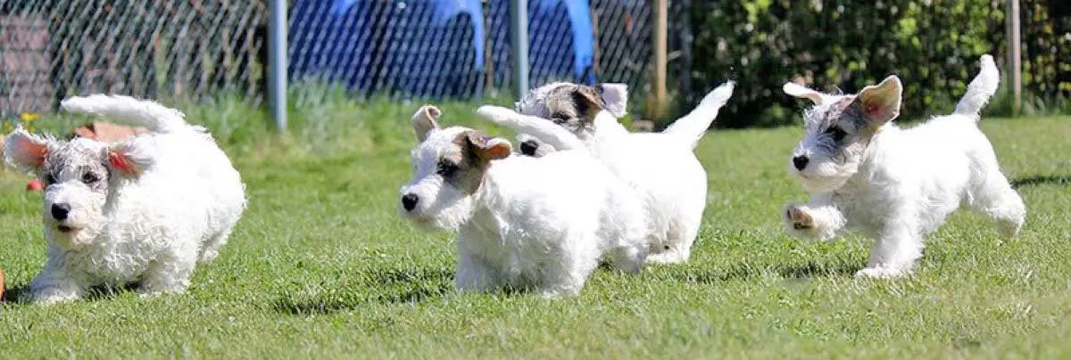 sealyham terrier puppies running grass