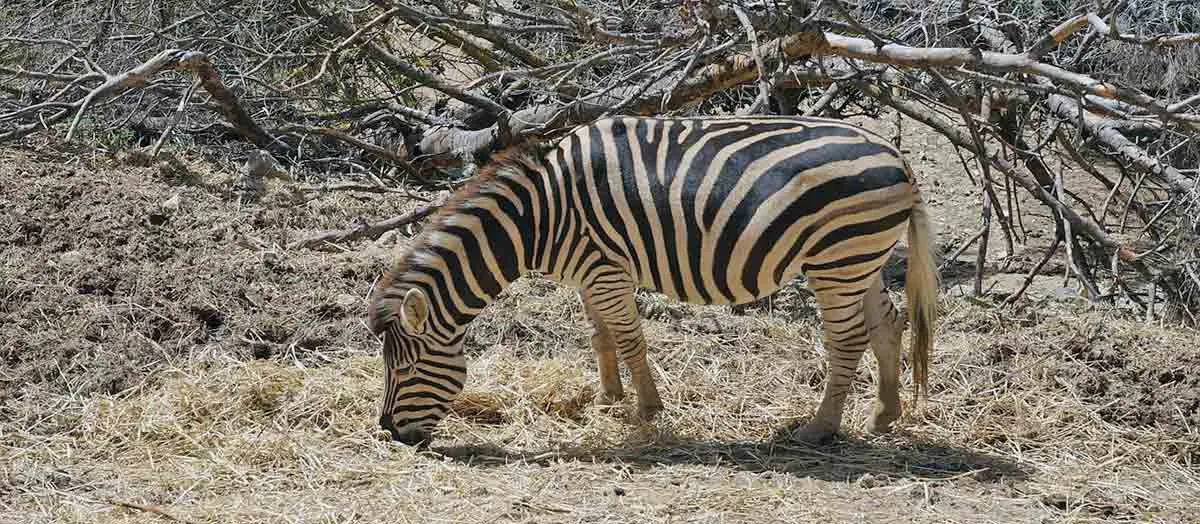 zebra eating dry grasslands