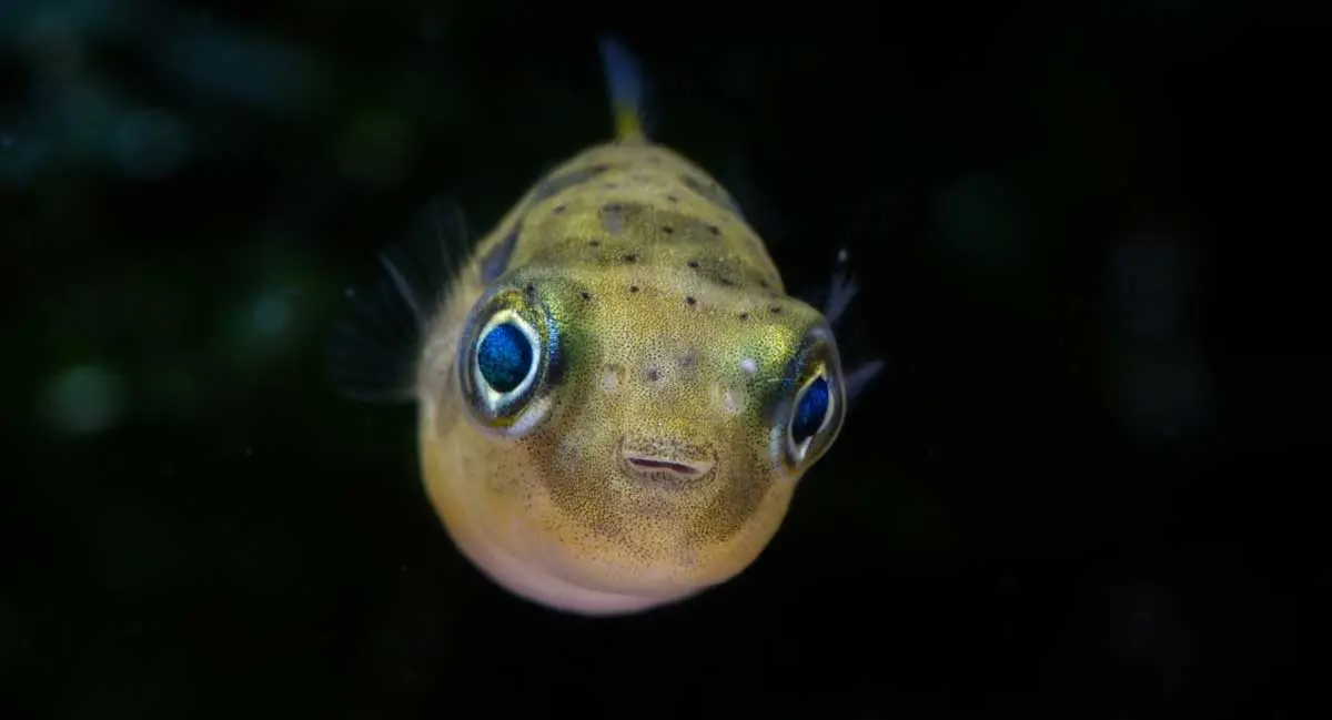 pea puffer face black background
