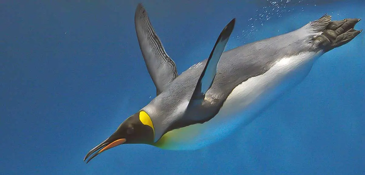 emperor penguin diving in ocean