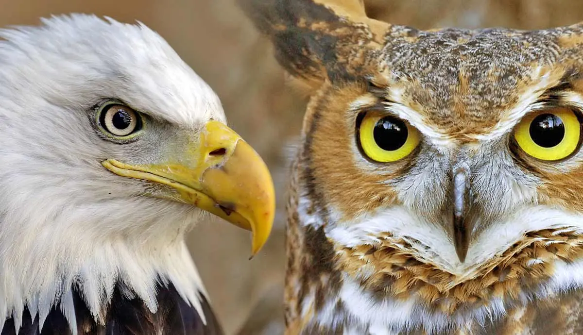 which animals have the best eyesight