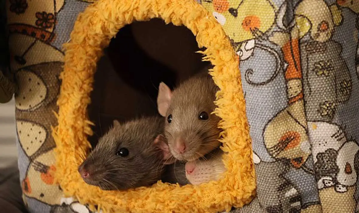 baby rats in a bed