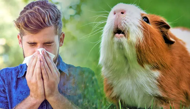 pets for people with allergies