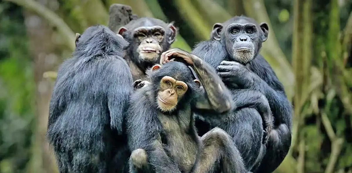 chimpanzee social