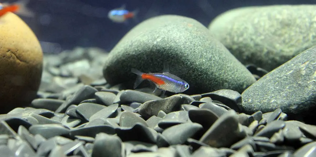 small fish stones