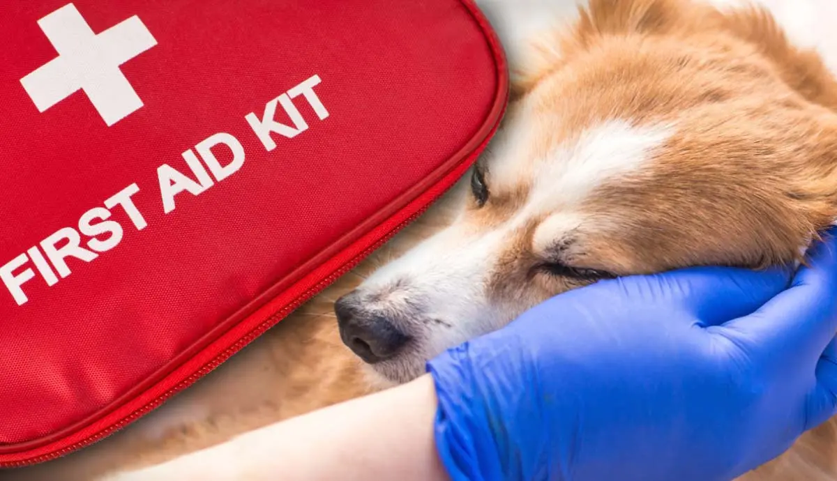 building a pet first aid kid