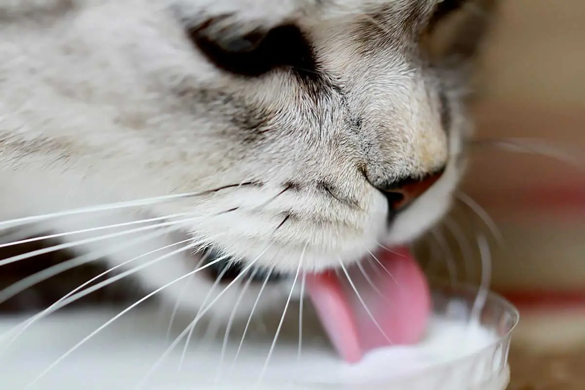 cat drinking milk cats whiskers