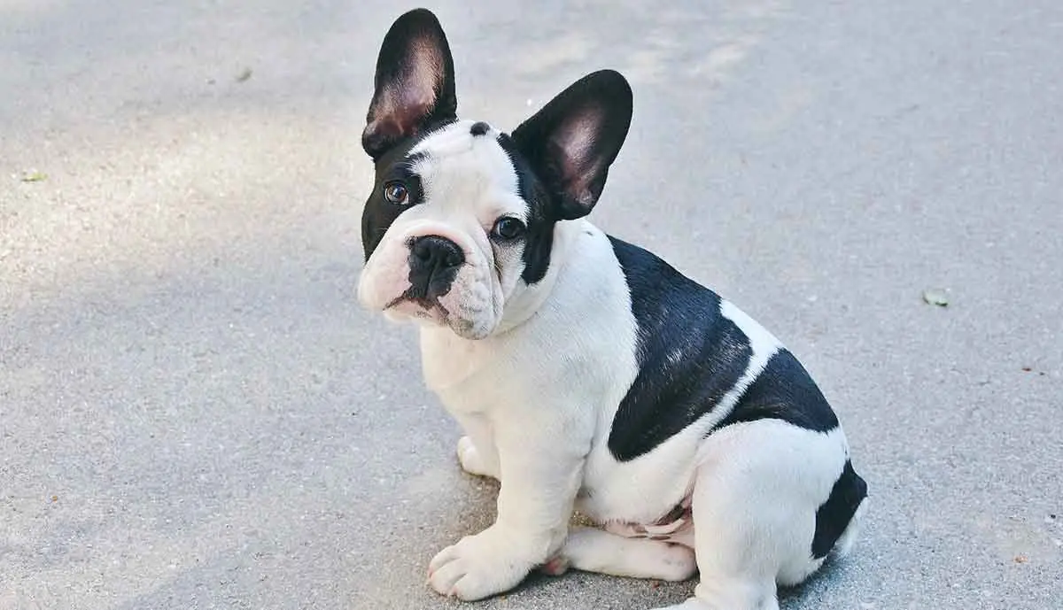black and white french bulldog sitting in the road