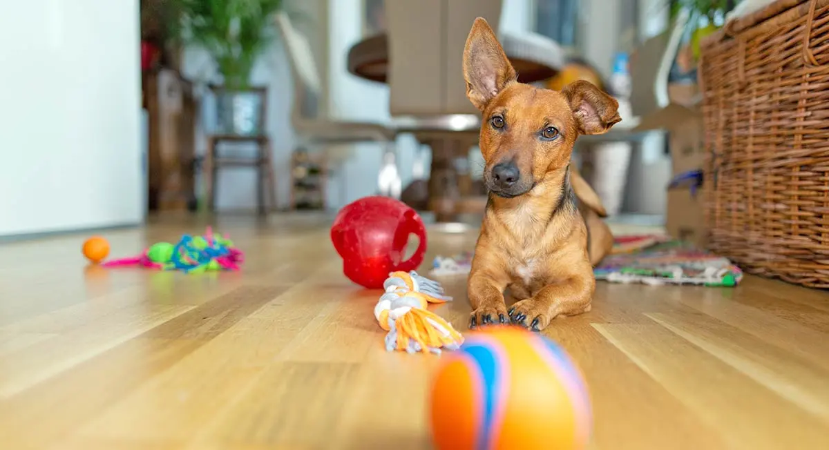 dog with toys