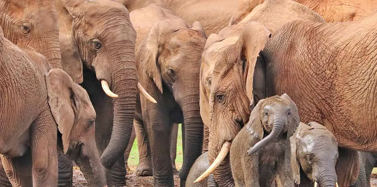 elephant herd at watering hole