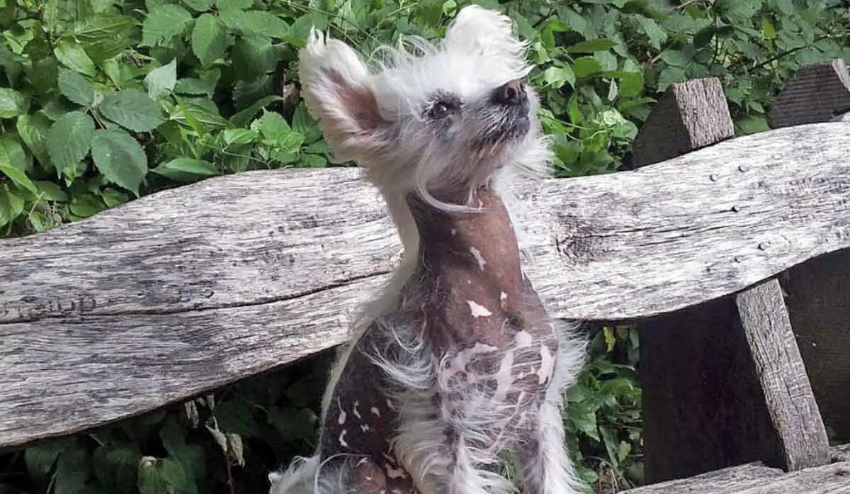 Chinese Crested bench