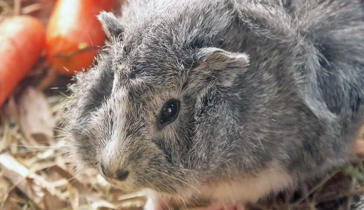 gray guinea pig with carrots