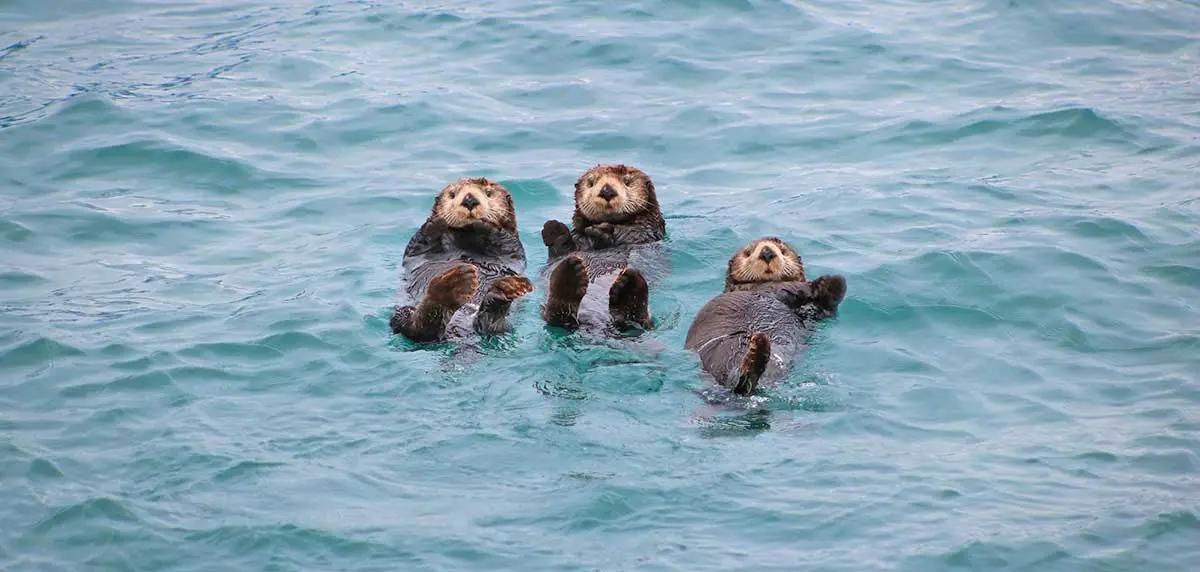 three sea otters
