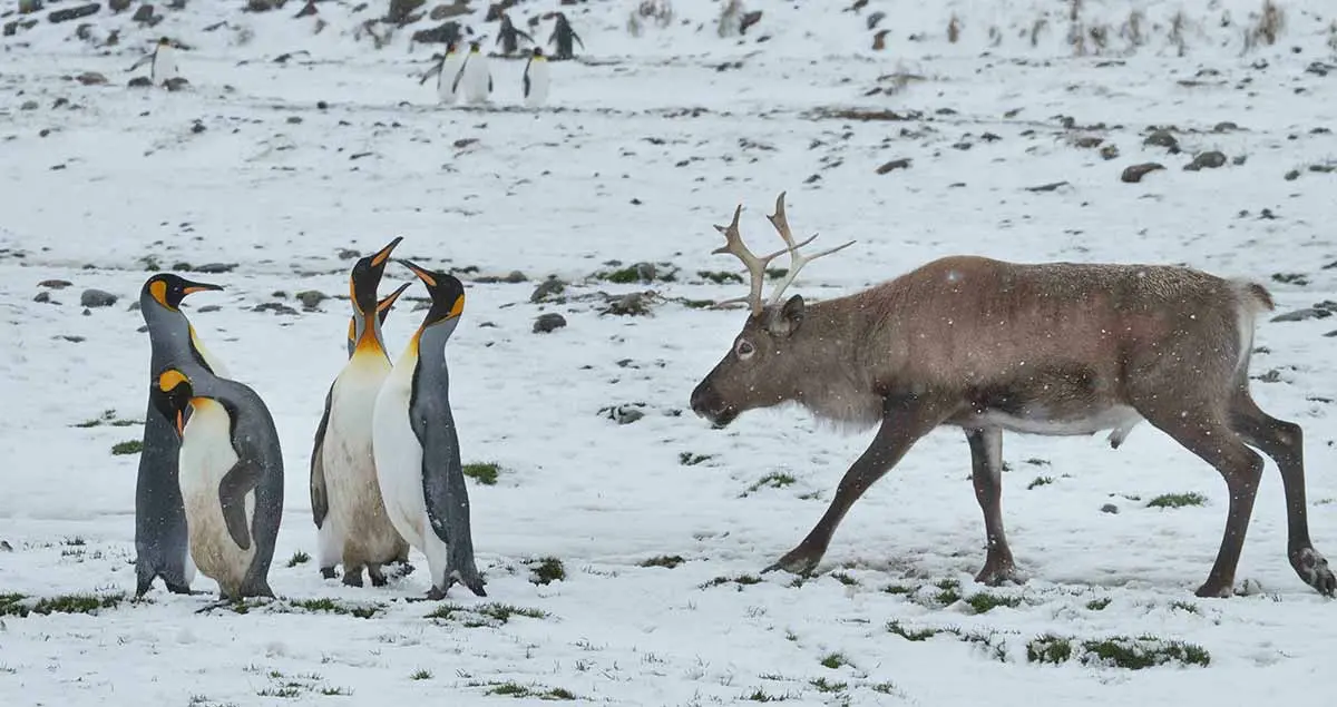 reindeer and penguins in snowy environment