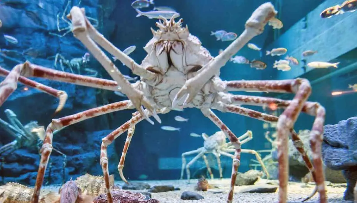 japanese spider crab deep sea crustacean