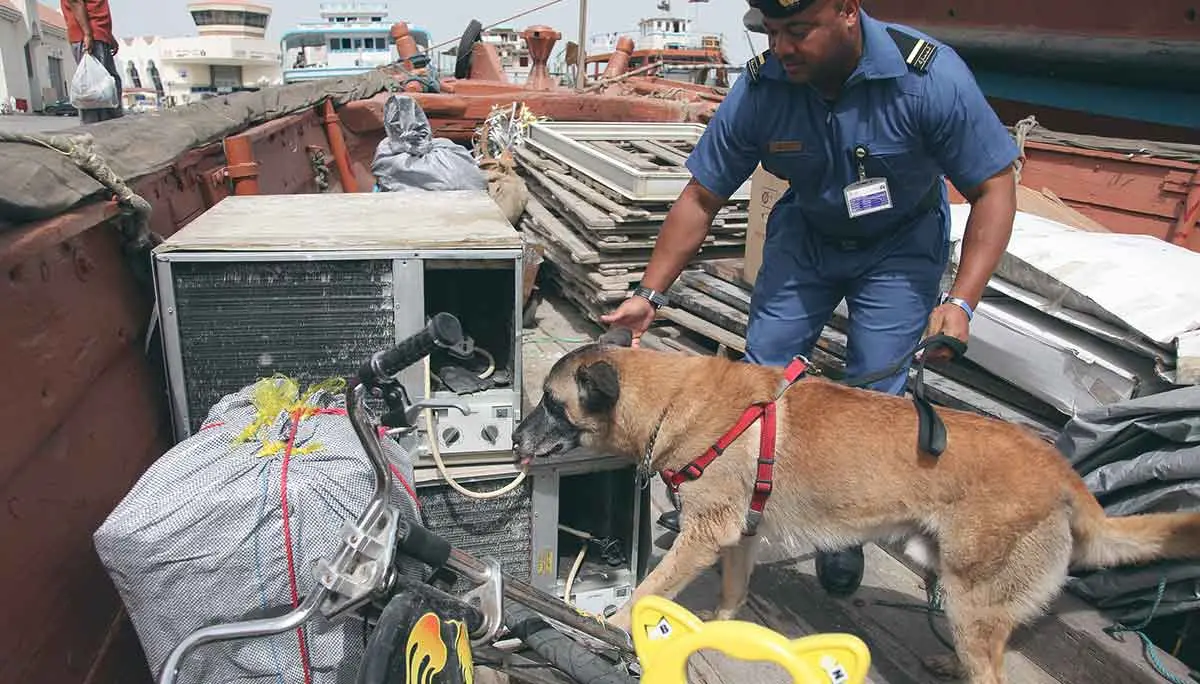 canine inspecting cargo