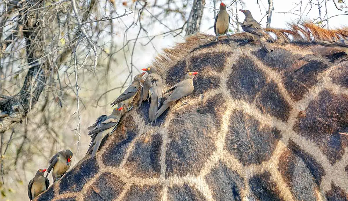oxpeckers on giraffe