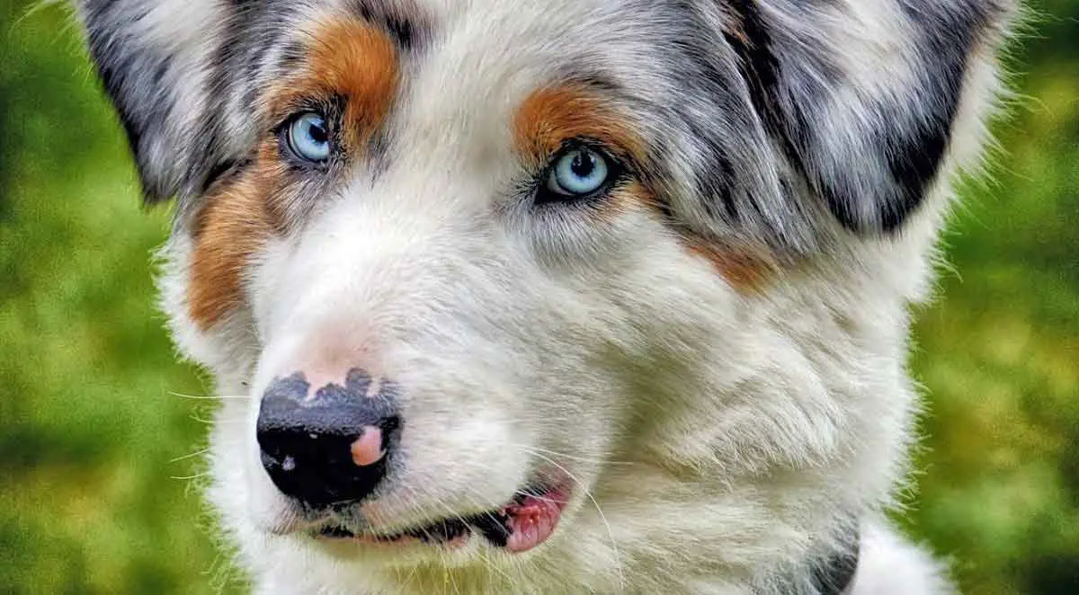 dog face close up