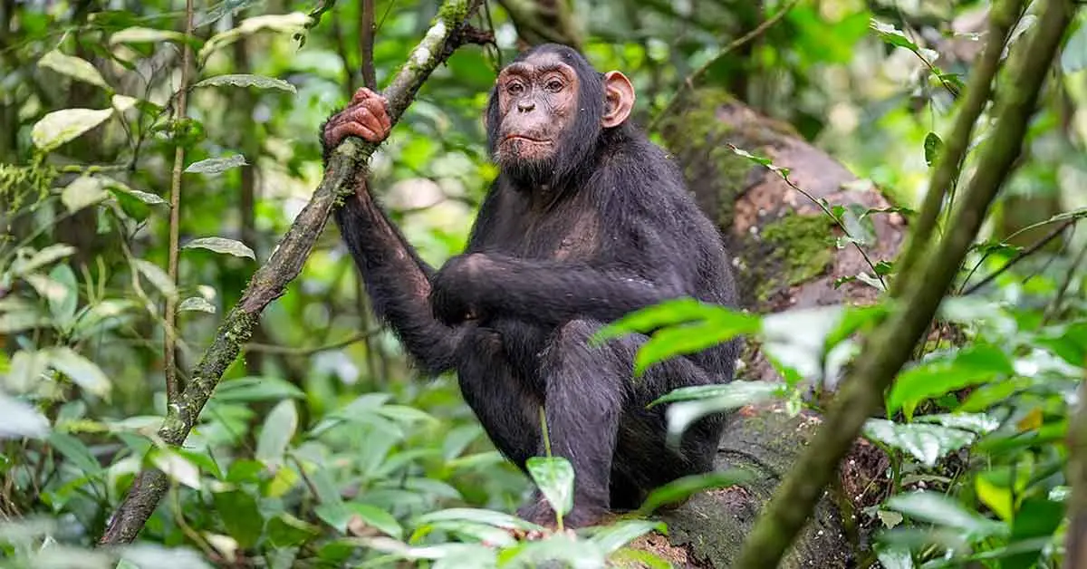 chimp in forest