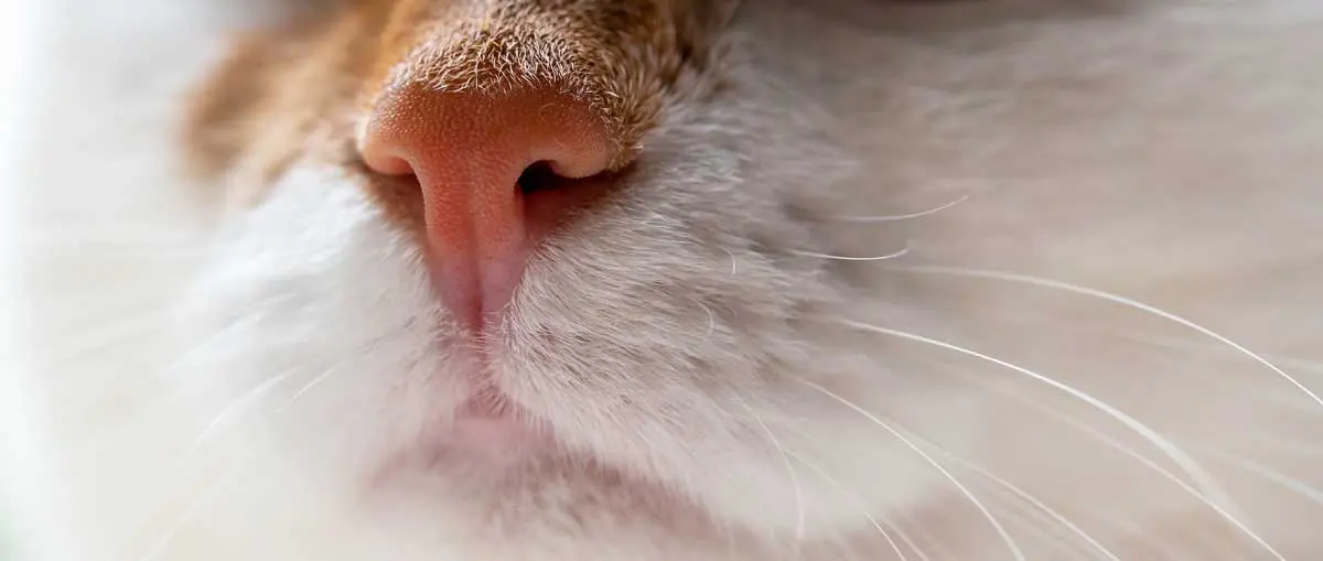 cat nose and whiskers