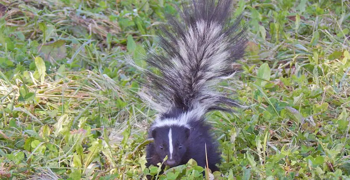striped skunk walking in green wilderness