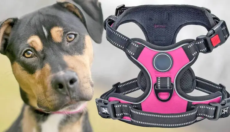 the perfect fit shopping for a dog harness