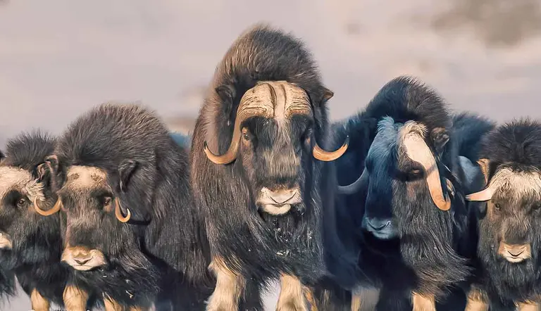 amazing facts about the muskox