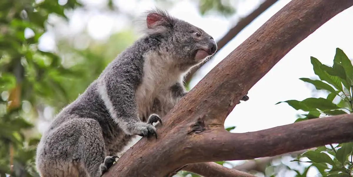 adult koala bear climbing up a tree branch