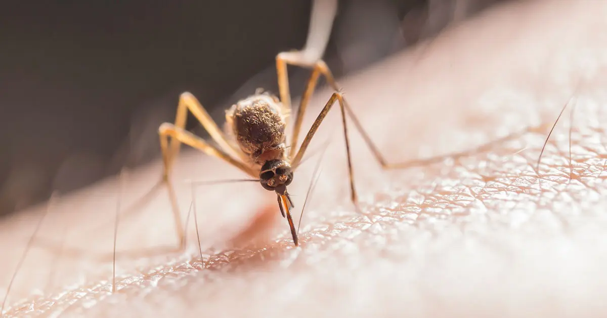 mosquito biting skin close up