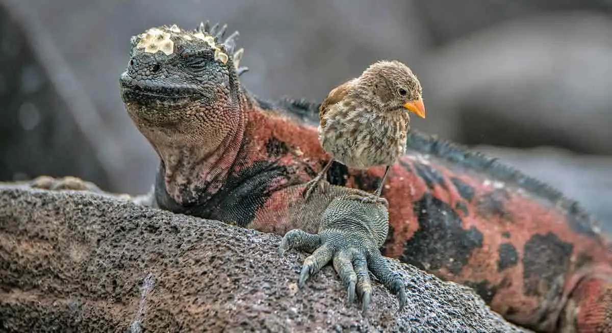 marine iguana and bird