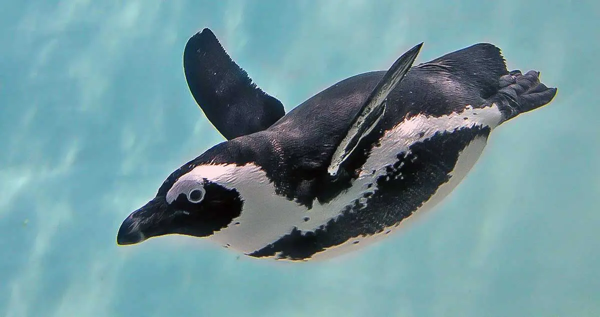 African penguin swimming underwater