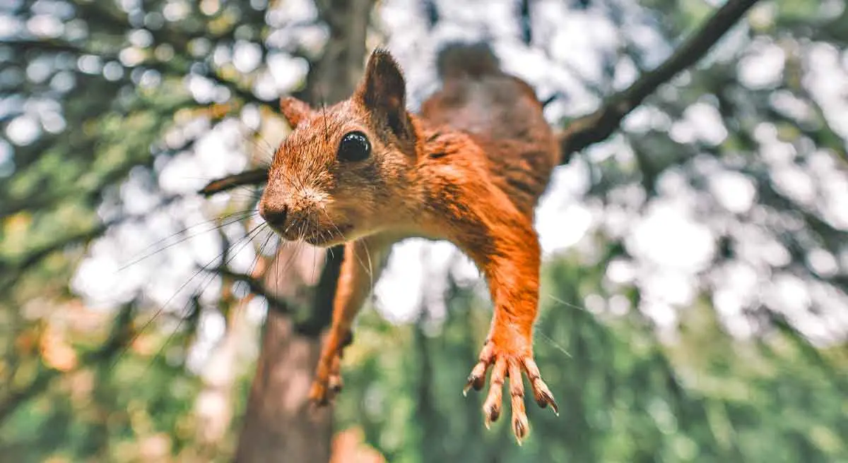 squirrel falling from a tree