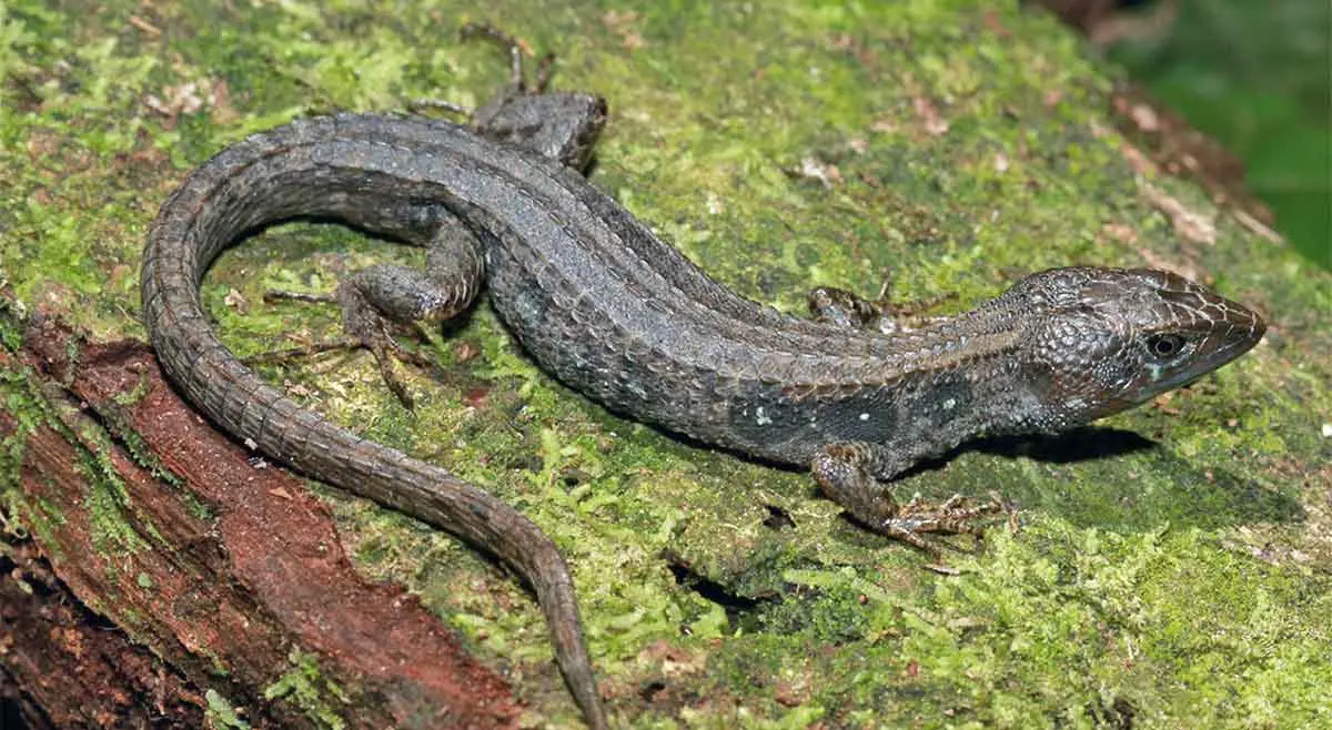 natau salamander andean salamanda