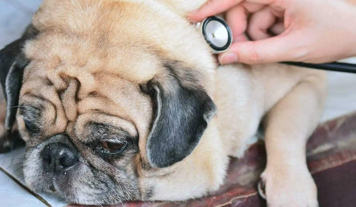 Dog Being Checked by Vet