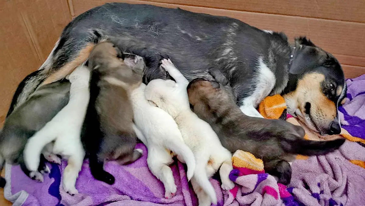 1 week old nursing puppies dog pregnancy