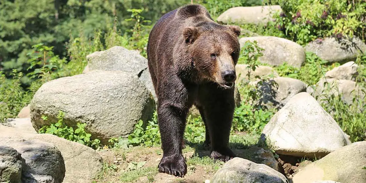 bear walking rocks