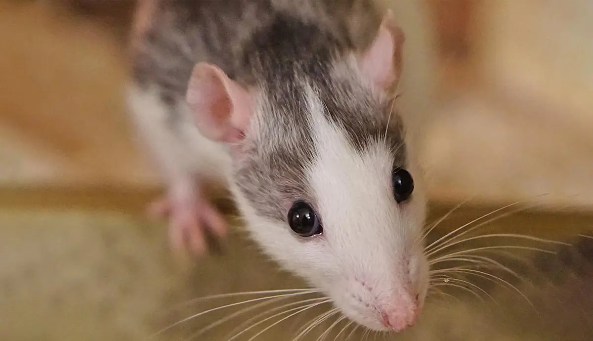 pet rat