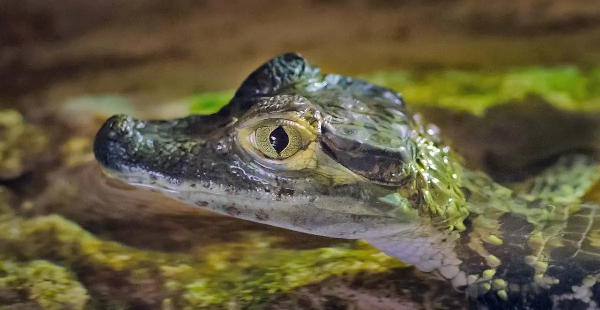young baby crocodile up close