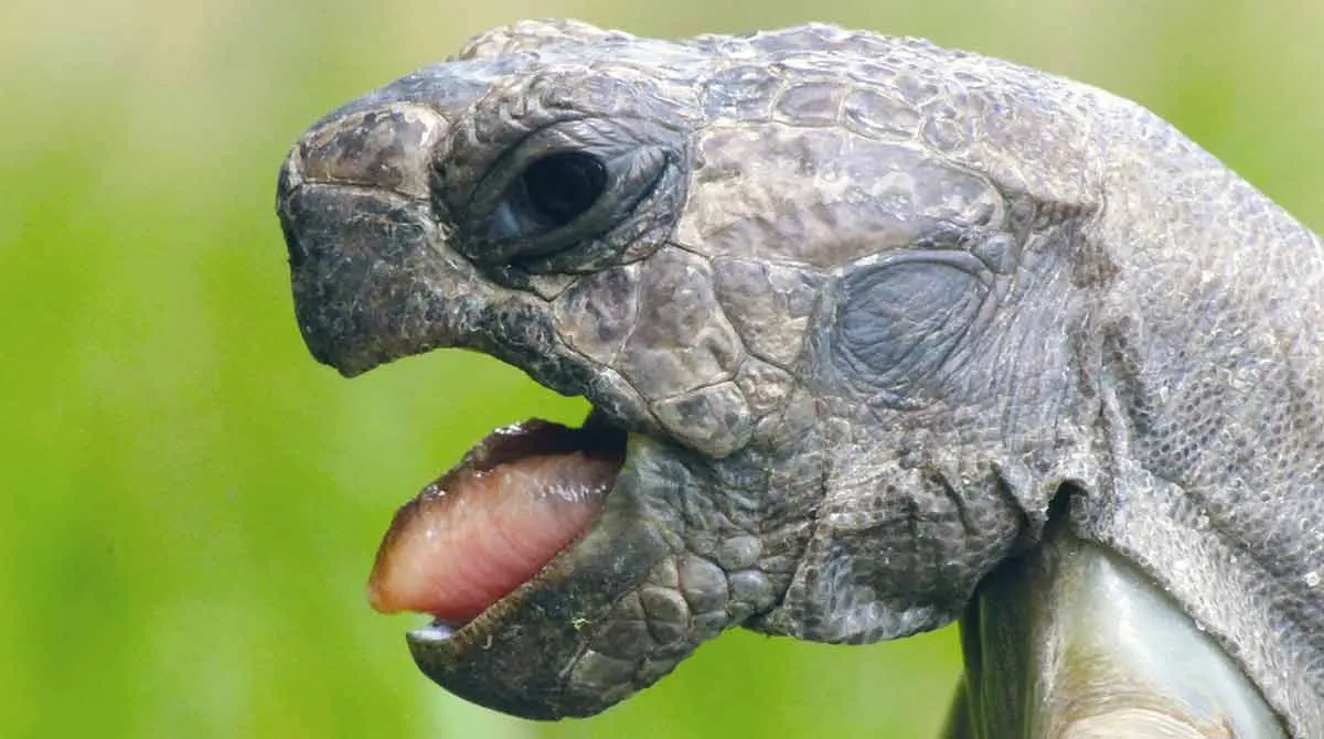 turtle with mouth open