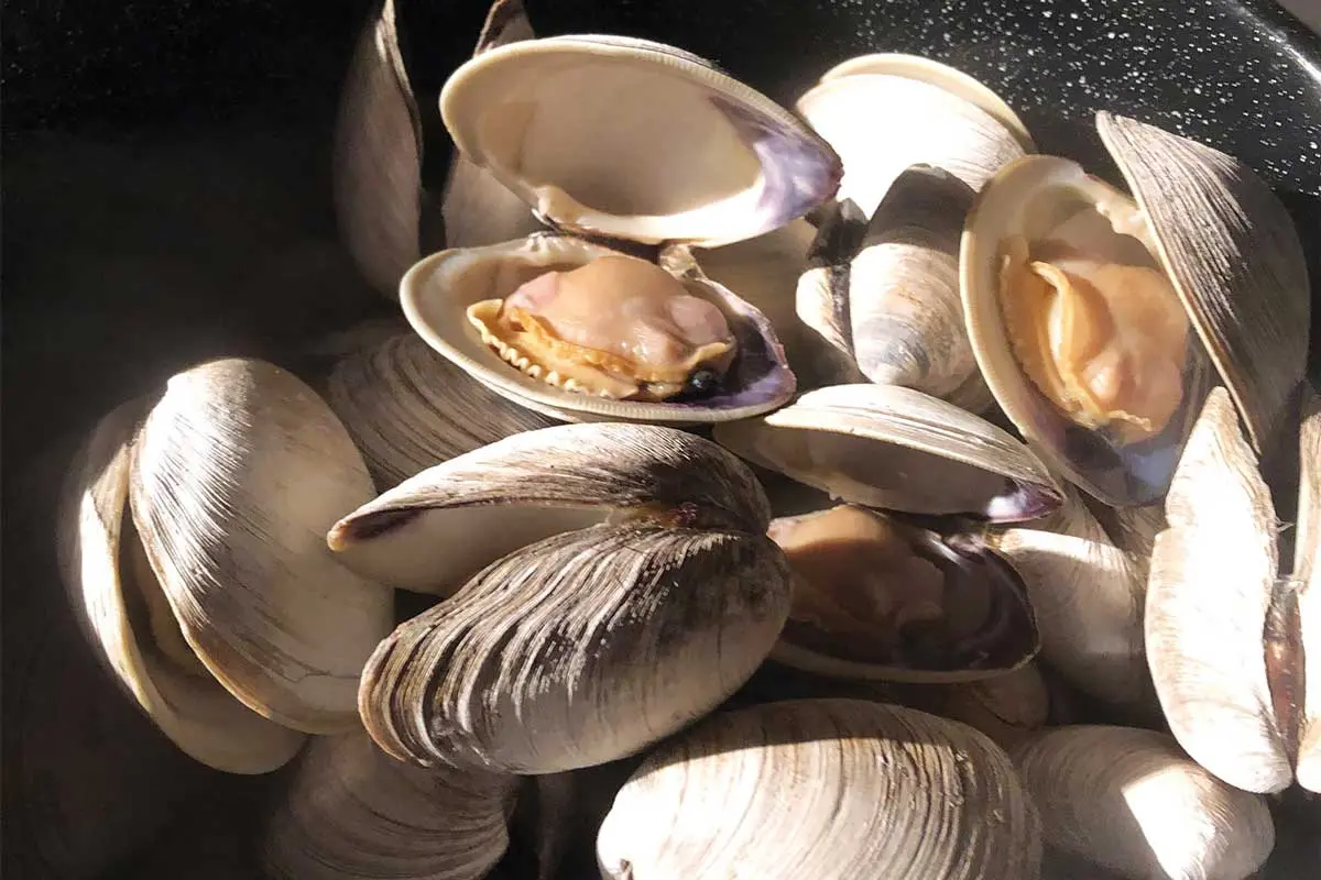 ocean quahog clam in water
