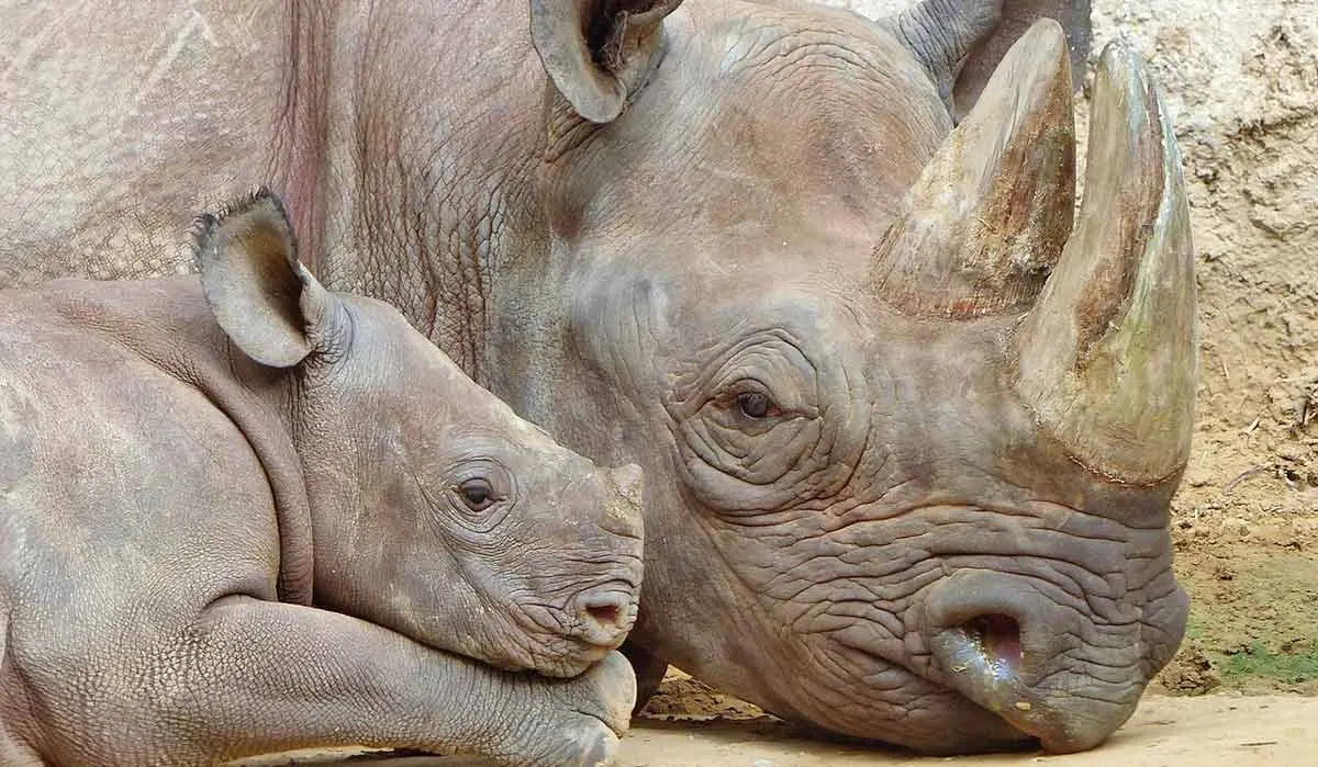 mum and baby rhino