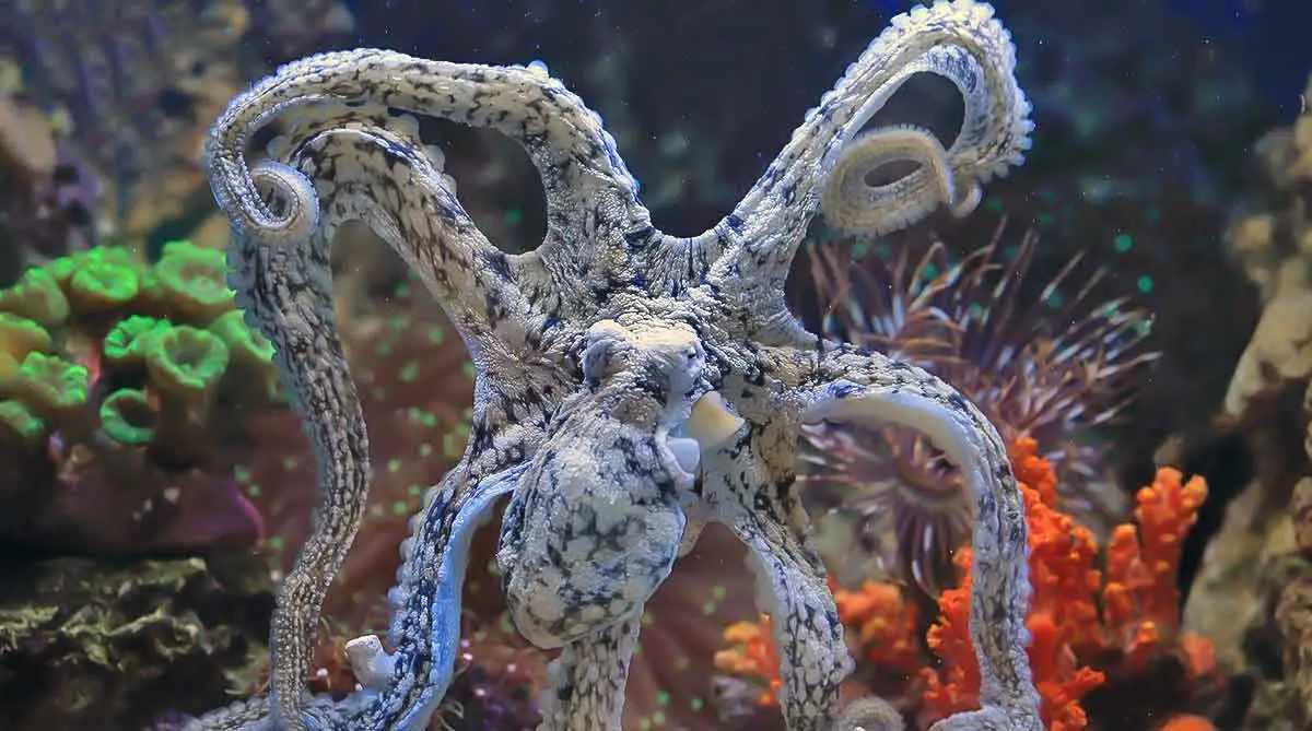 octopus blue white