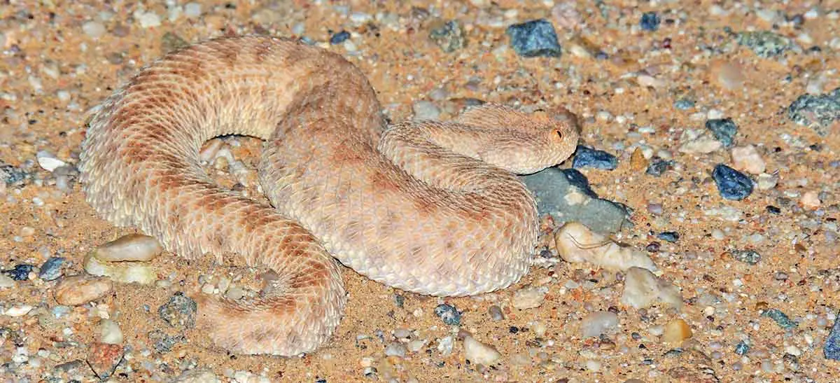 saharan sand viper in desert