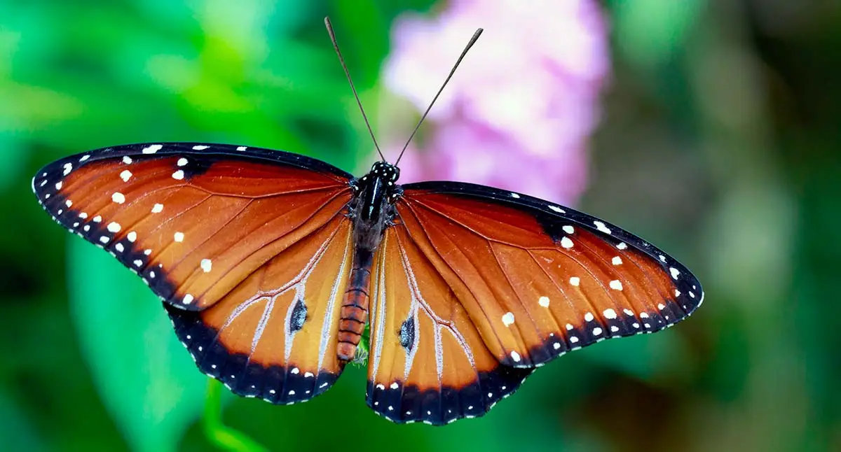butterfly antennae
