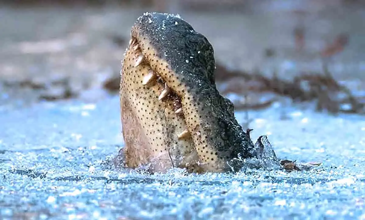 alligator winter