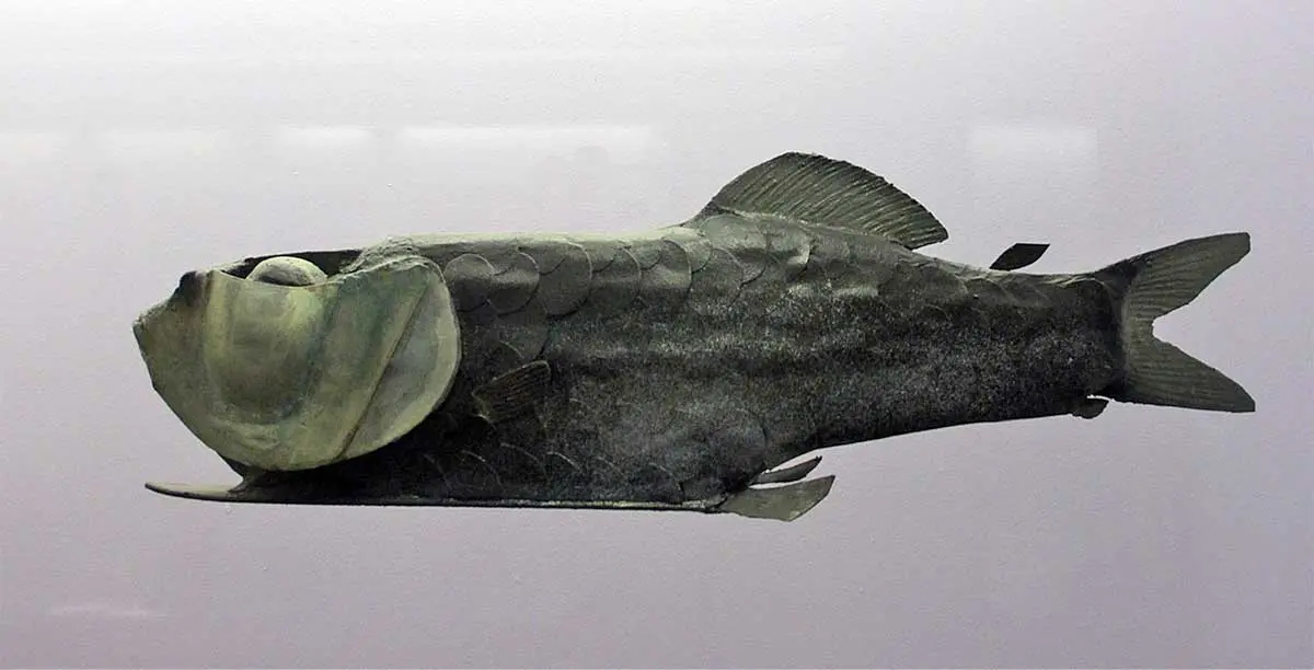 model of a spookfish by museum