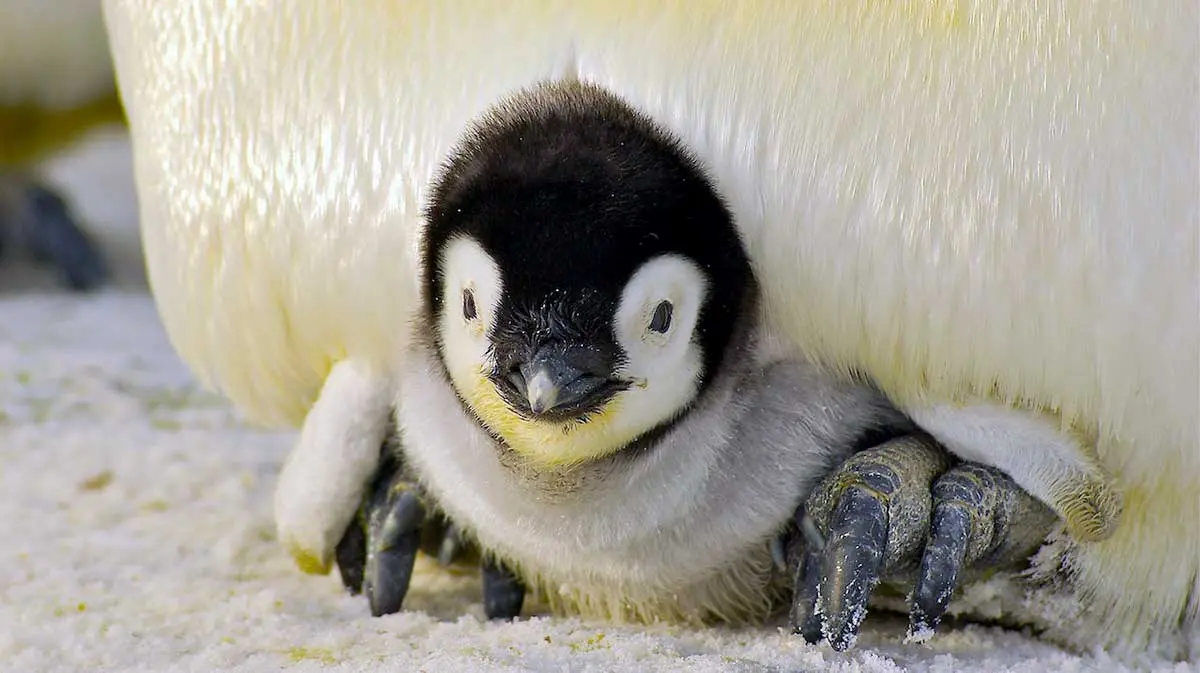 baby emperor penguin peaking from brood pouch