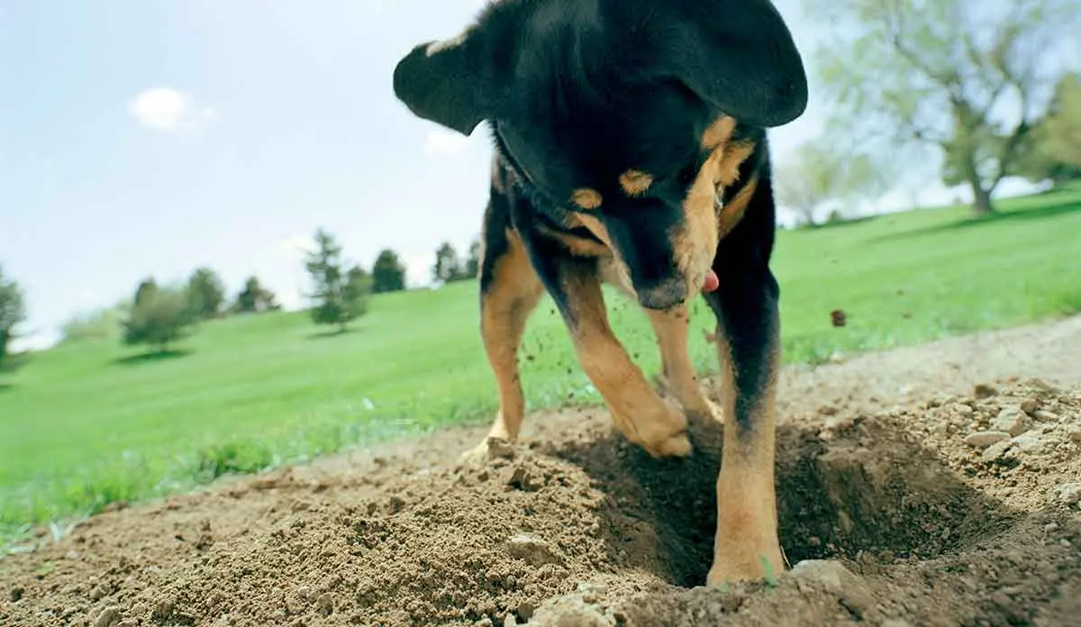 black tan puppy digging